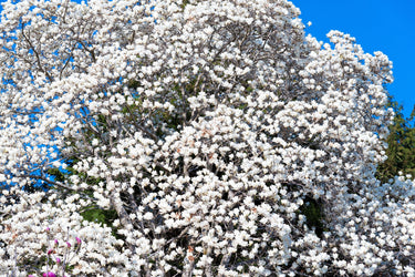10 KOBUS MAGNOLIA TREE aka Japanese Magnolia or Kobushi - White Pink 4